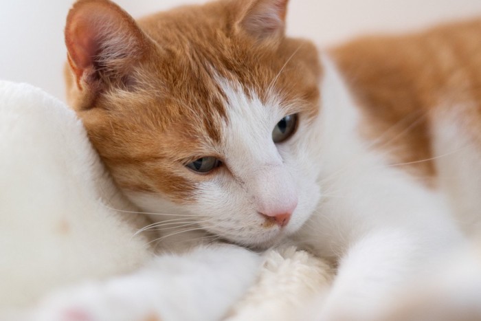 寝転がってくつろぐ可愛い猫
