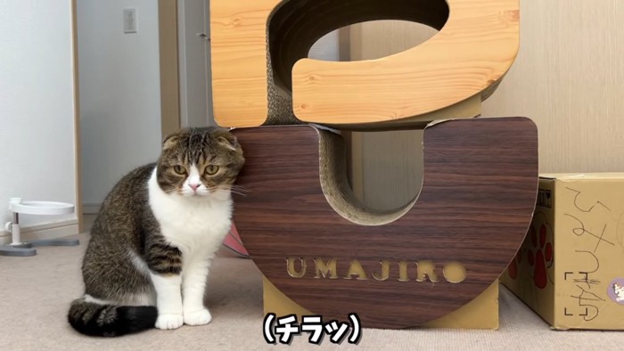 爪とぎの横でおすわりする猫