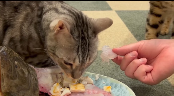 魚を食べる猫