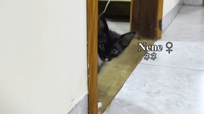 壁からのぞいている黒猫