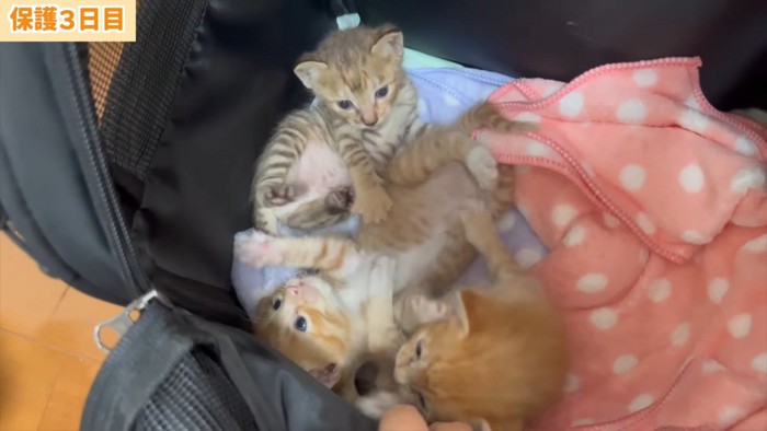保護された3匹の子猫