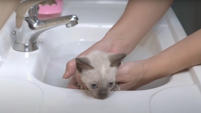 お風呂に入るブランカちゃん