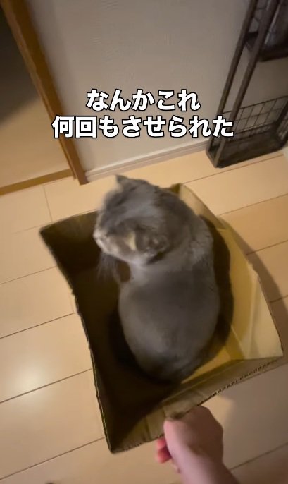 段ボールの中に座っている猫と段ボールを動かす飼い主の手