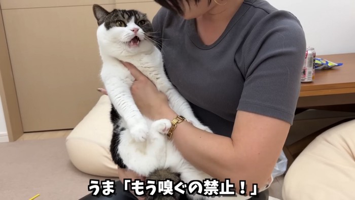 鳴く猫