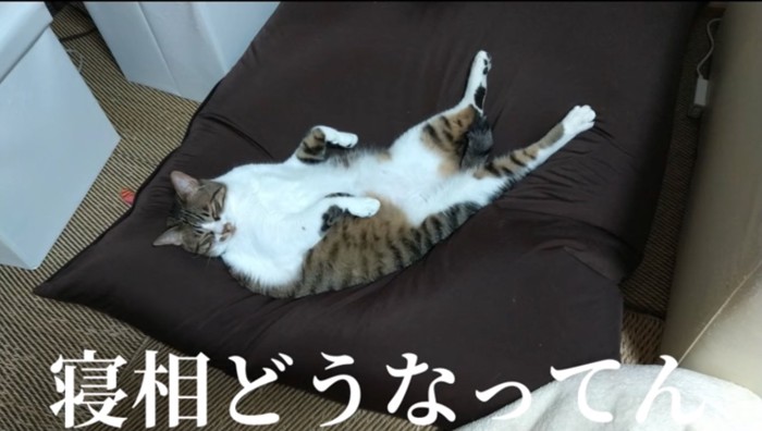 仰向けに寝る猫