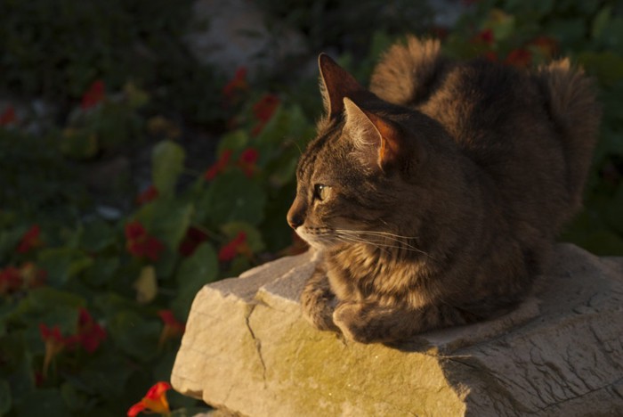 黄昏時の猫