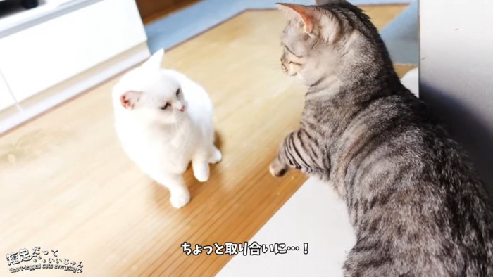 向かい合う2匹の猫