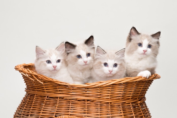 バスケットから顔を出す4匹のラグドールの子猫