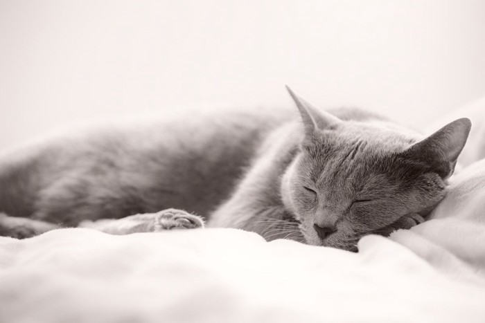 ぐっすり眠るグレー猫