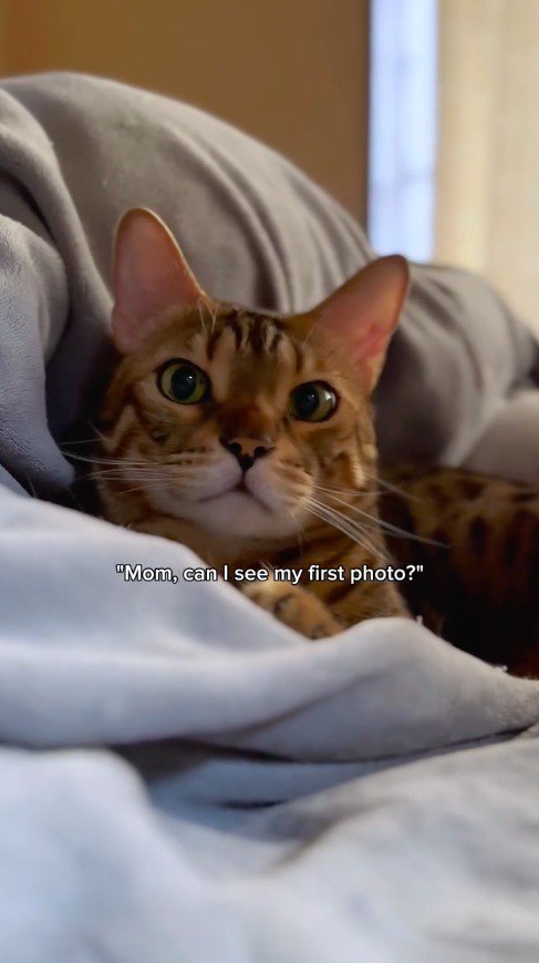 カメラを見つめる猫