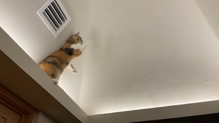 虫を捕まえたいモモちゃん2