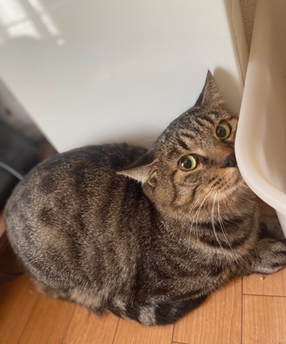 座っている猫