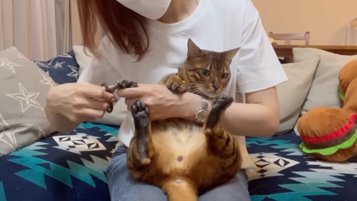 黄色の首輪の猫