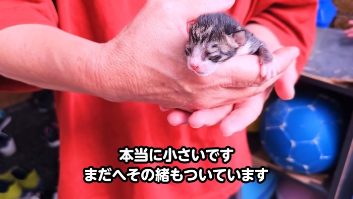 人の手の上に乗る子猫