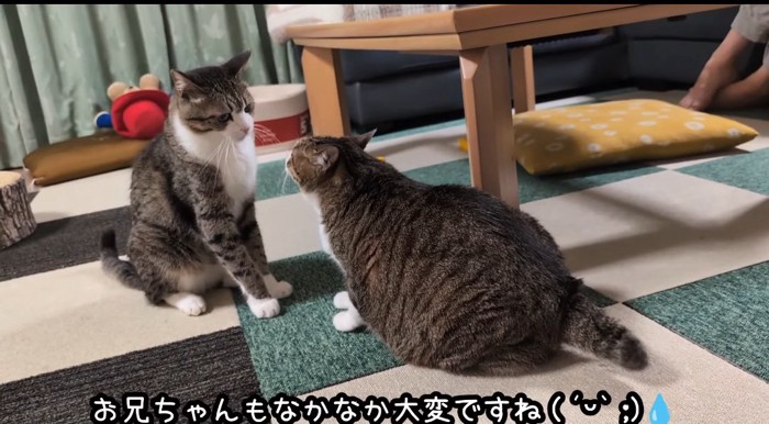 向かい合う猫