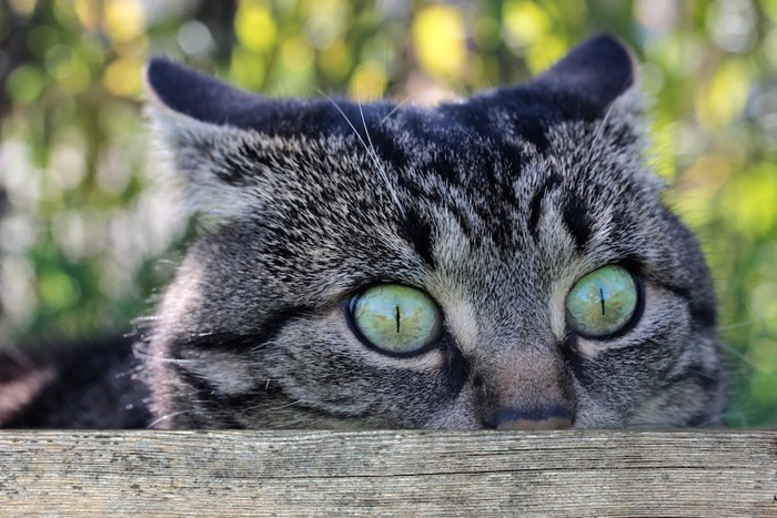 驚いた表情の猫