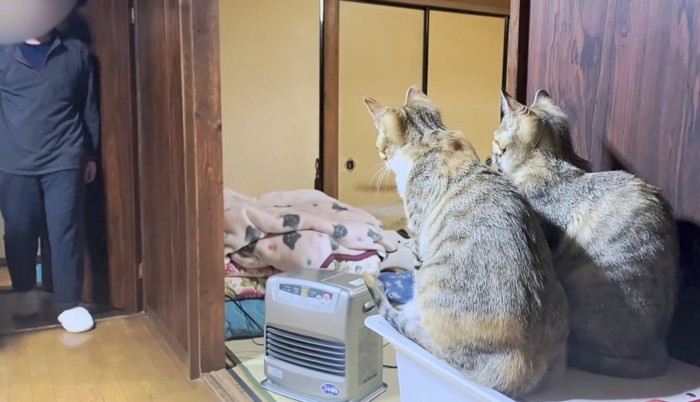 お風呂上りのパパを出迎える2匹