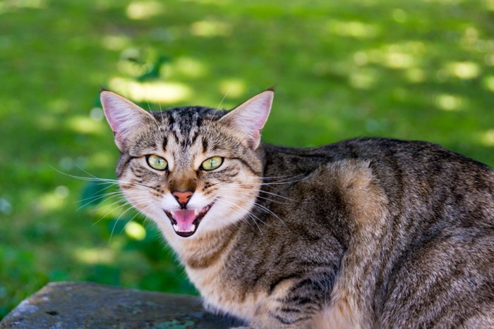 大声で鳴く猫