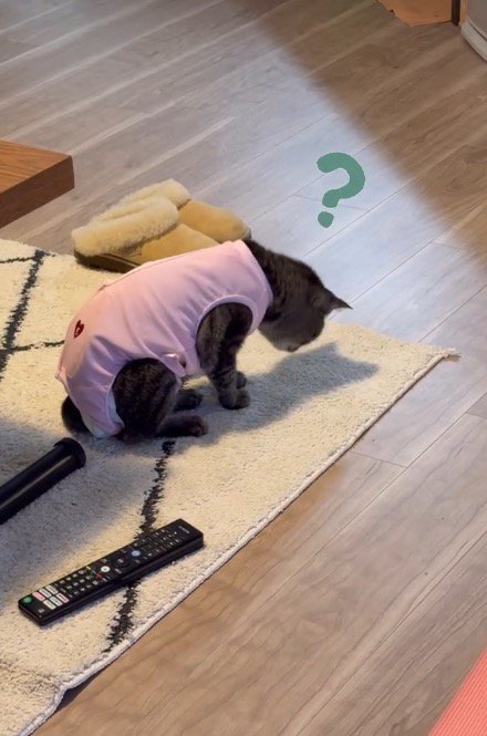 足元にできた影に顔を近づける猫