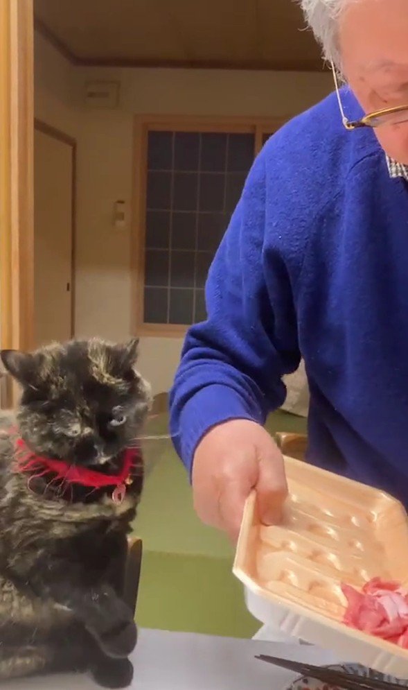 飼い主と猫