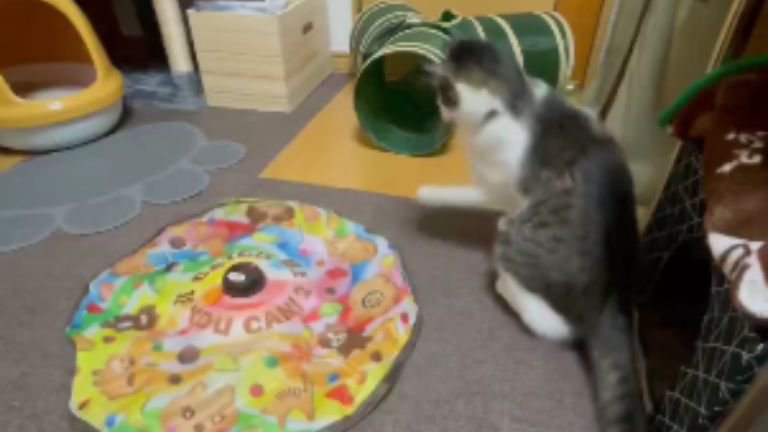 遊んでいる猫