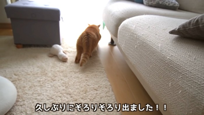 猫の後ろ姿