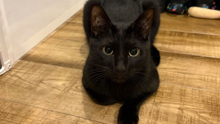 室内にいる猫