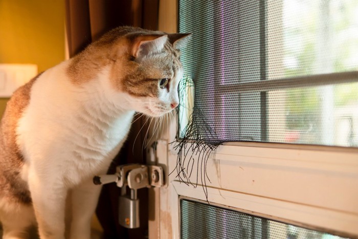 窓の外を見張る猫