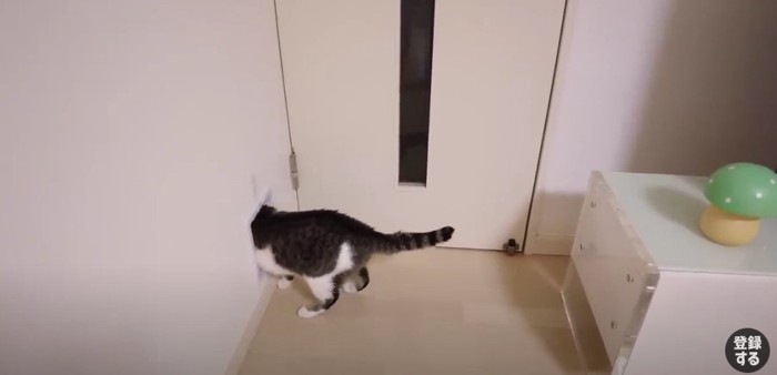 猫ドアを通る白キジ猫