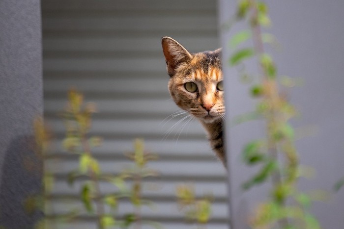 警戒中の猫