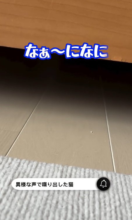 家具の下で鳴くリオンくん