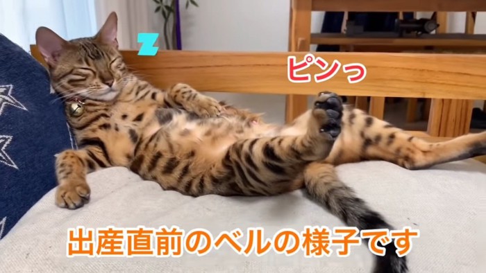 仰向けで寝る猫