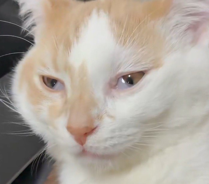 目頭へ移動する猫の瞬膜
