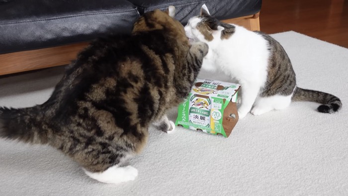 喧嘩する2匹の猫の写真