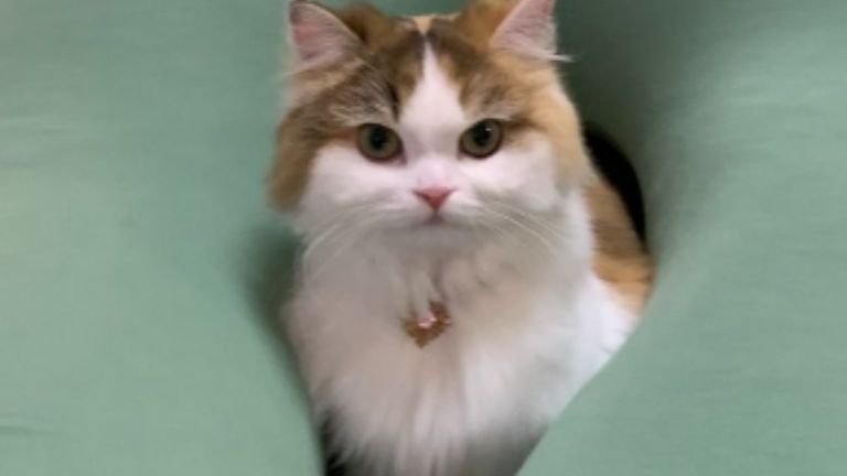 室内にいる猫