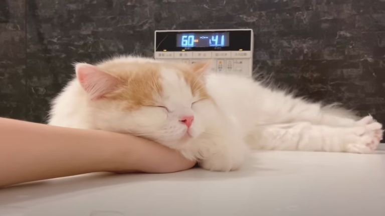 お風呂場で眠っている猫