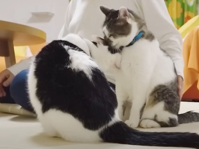 ママに集まる猫たち
