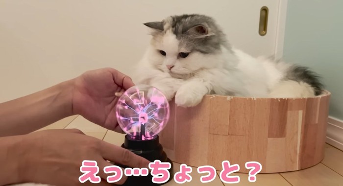 オモチャの前の猫