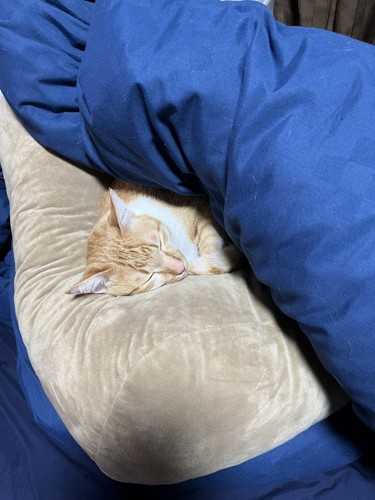 寝ている猫