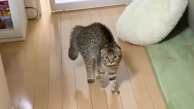 威嚇している猫