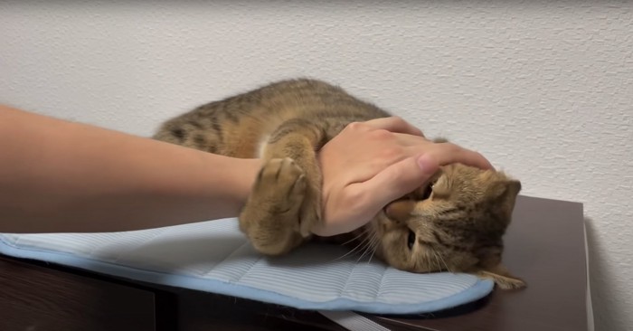 飼い主の手を両手でホールドする猫