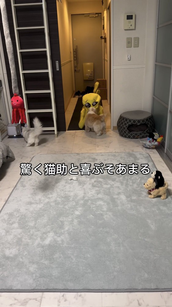 コスプレした人に近寄る犬と逃げる猫