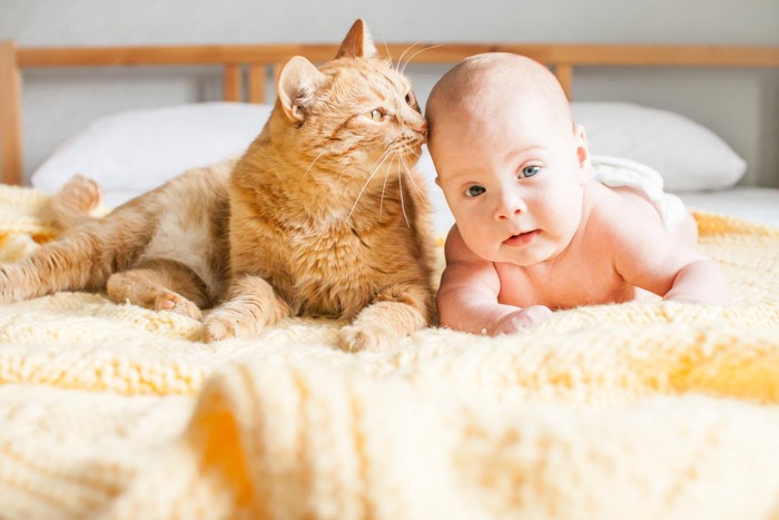 赤ちゃんに鼻をつける猫