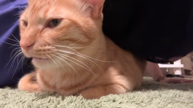 鳴き声を上げる猫