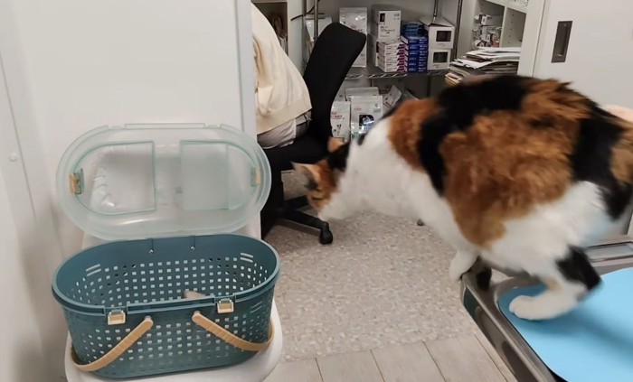 ジャンプする猫