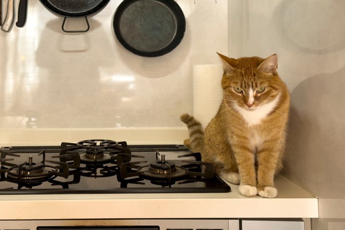 キッチンのコンロの上の猫