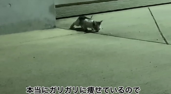 おやつを食べる子猫