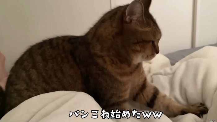 布団を片手でふみふみする猫の様子