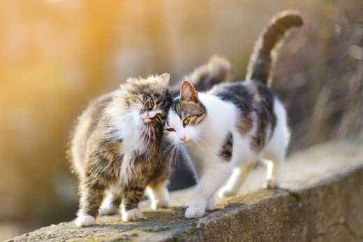 額を合わせて仲が良さそうな2頭の猫