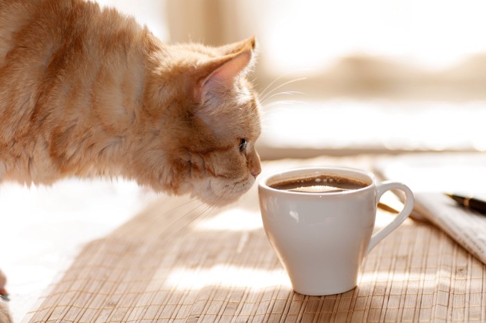 コーヒーが入ったカップに鼻先を近づけている猫
